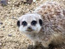 Meerkat i